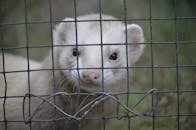 A White Ferret in a Cage