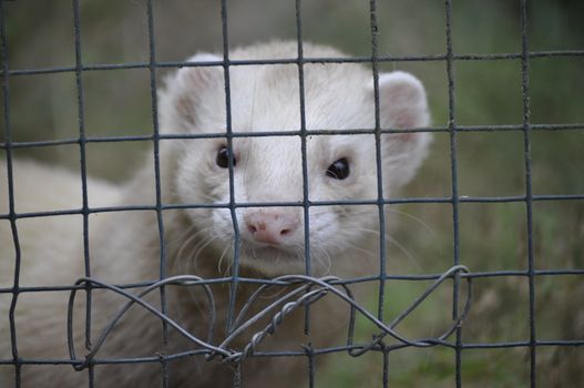A White Ferret in a Cage