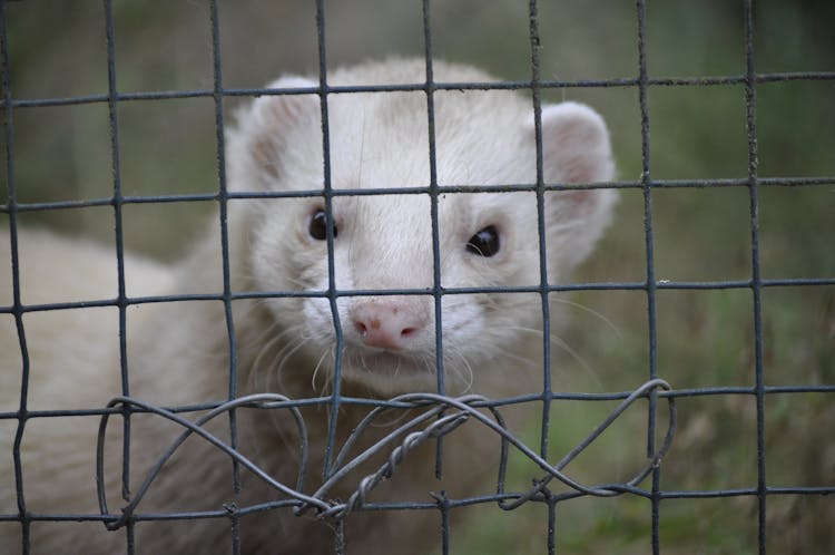 A White Ferret In A Cage