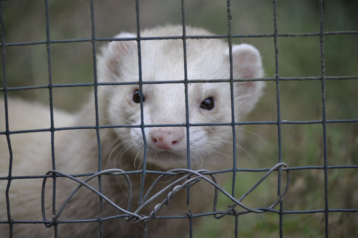 Travelling with a Ferret to Europe? Here Are the Exact Requirements (2026)