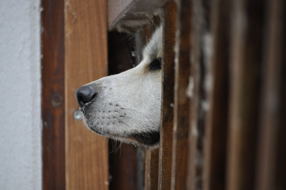 Animaux en location : ce que le bailleur peut interdire - Les droits du locataire et ses obligations