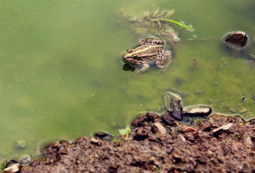 Free stock photo of amphibian, animal, animal photography