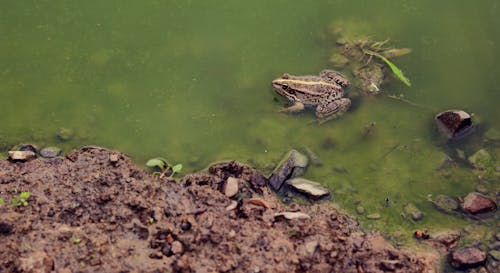 Free stock photo of amphibian, animal, animal photography