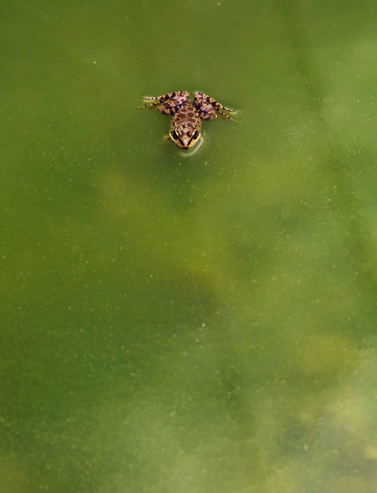 A Frog In A Green Water 