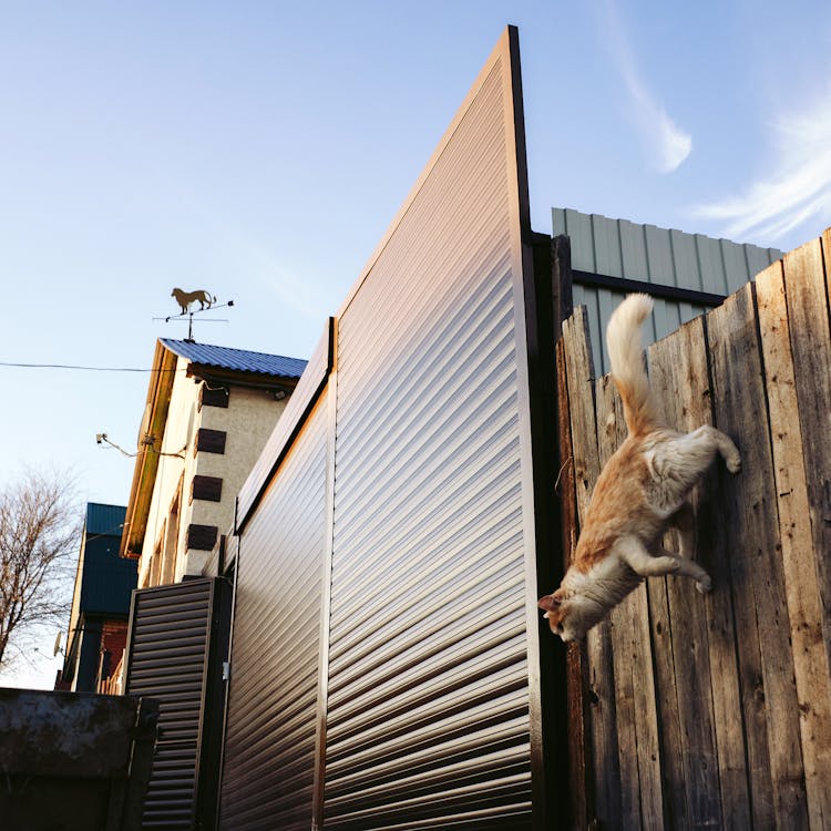 A Cat Jumping On The Wooden Gate