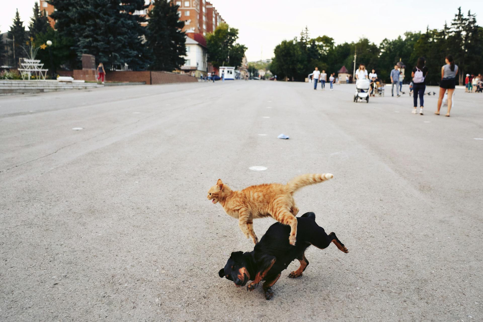 A Black Dog and Orange Tabby Cat Fighting on the Road