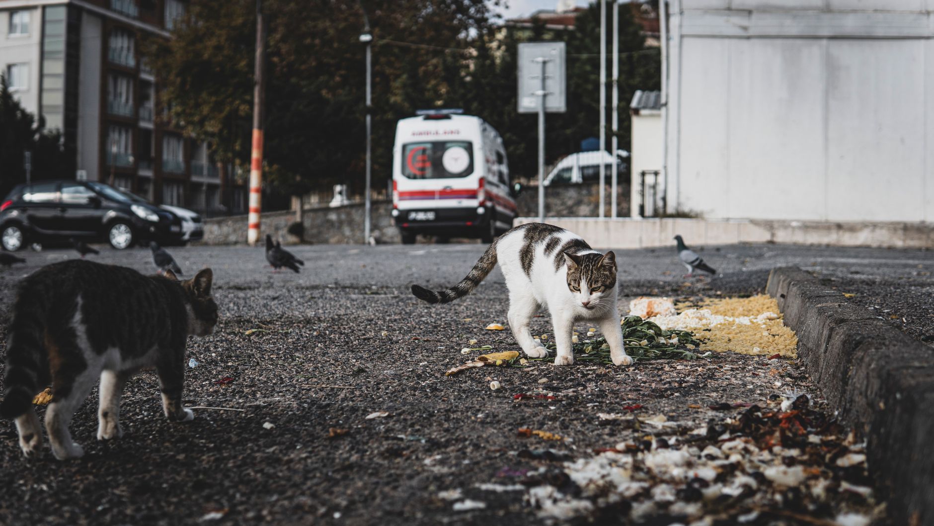 Maxi Pet deschide hipermarket pentru animale în Berceni
