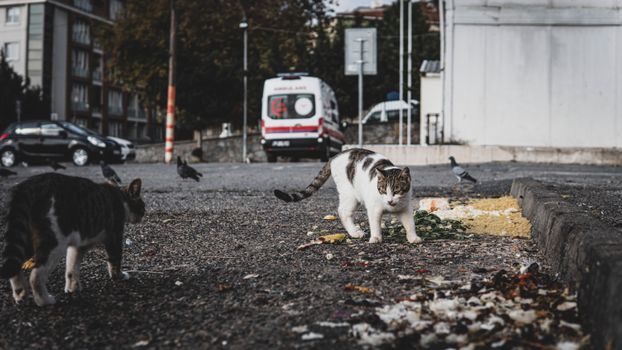 Two cats foraging for food in a gritty urban setting, showcasing city wildlife interaction.