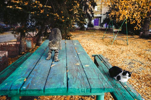 Základová fotografie zdarma na téma dřevěná lavička, kočky, lavička