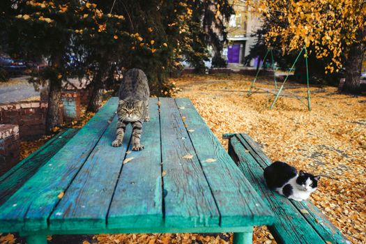 Two cats relax on a green wooden bench amidst fall leaves in a serene outdoor park setting.