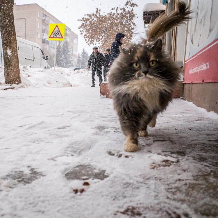 A Low Angle View Of A Cat Covered In Snow 