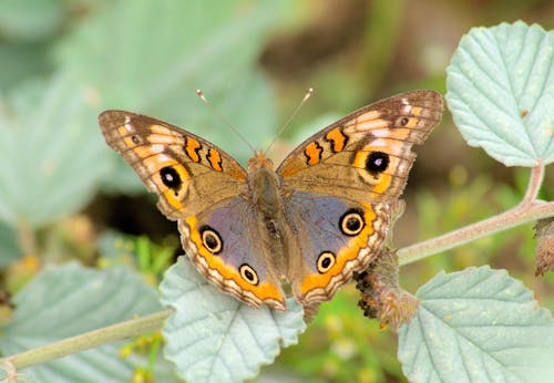 Free Brown and Yellow Butterfly on Green Leaf Stock Photo