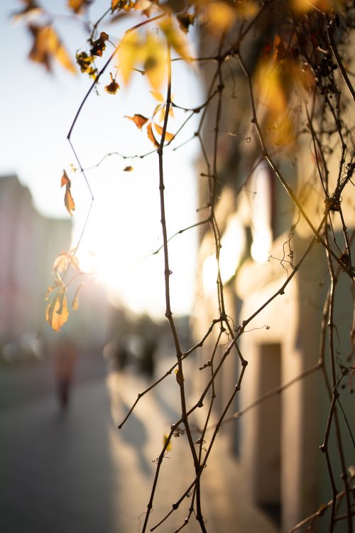 Free Autumn scene with sunlit withered twigs on a street in Moscow, creating a warm, moody atmosphere. Stock Photo
