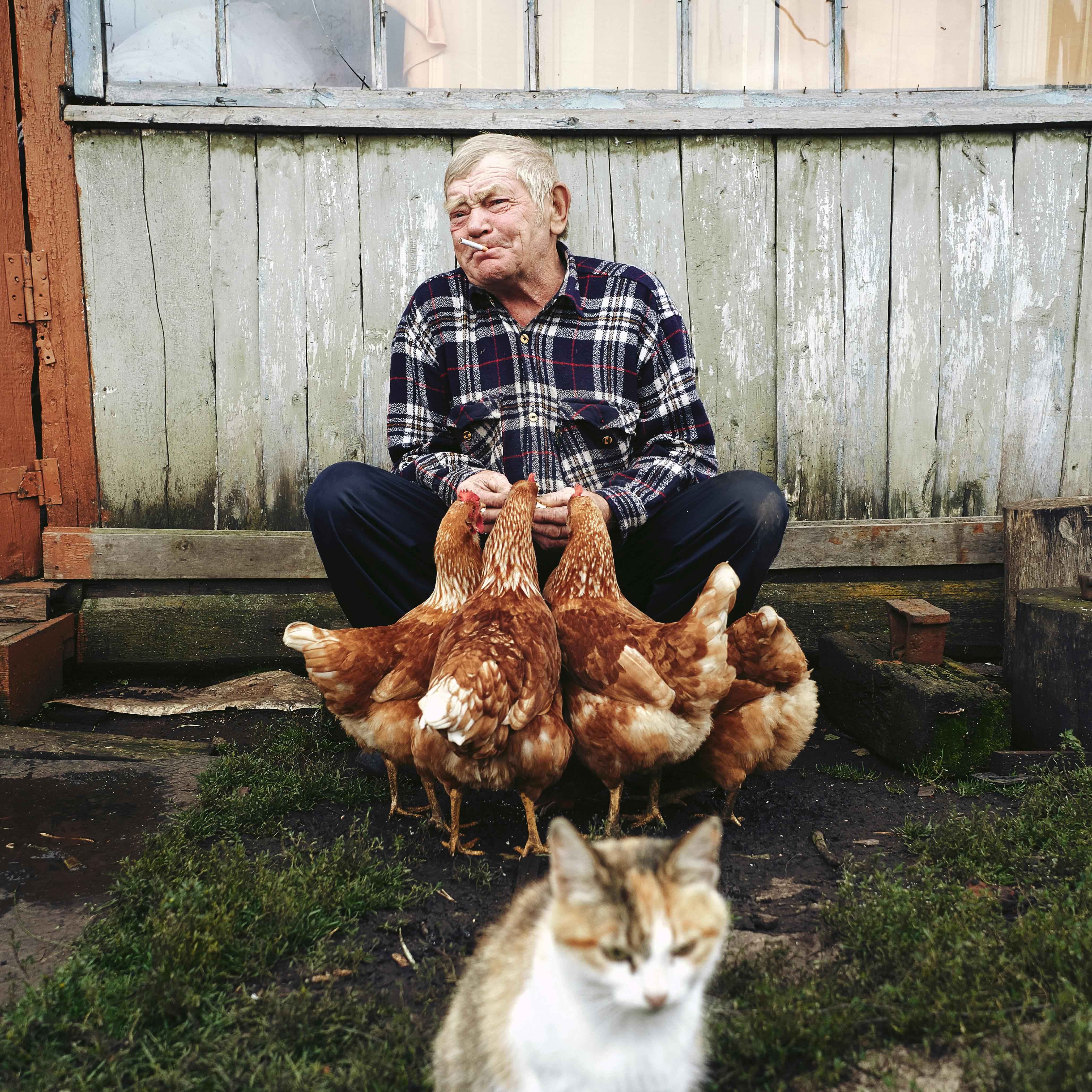 Charming scene of an elderly man with chickens and a cat in a rustic farmyard setting.