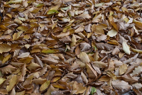 Gratis stockfoto met aarde, buiten, gedroogde bladeren