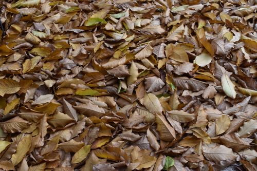 Free A rich carpet of dried brown leaves covering the ground, representing autumn outdoors. Stock Photo