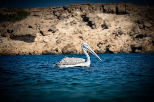 White Pelican on Blue Sea