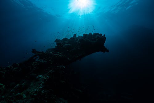 Coral Reef Deep Underwater 