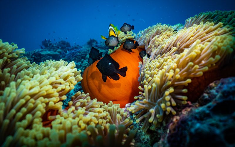 Red Sea Diving Jeddah: The Complete Beginner