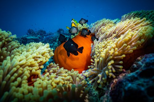 Free Underwater view of a colorful coral reef with clownfish in Jeddah, Saudi Arabia. Stock Photo