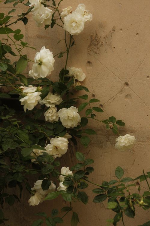 Free A cluster of white roses with green leaves adorning a rustic wall, evoking elegance. Stock Photo