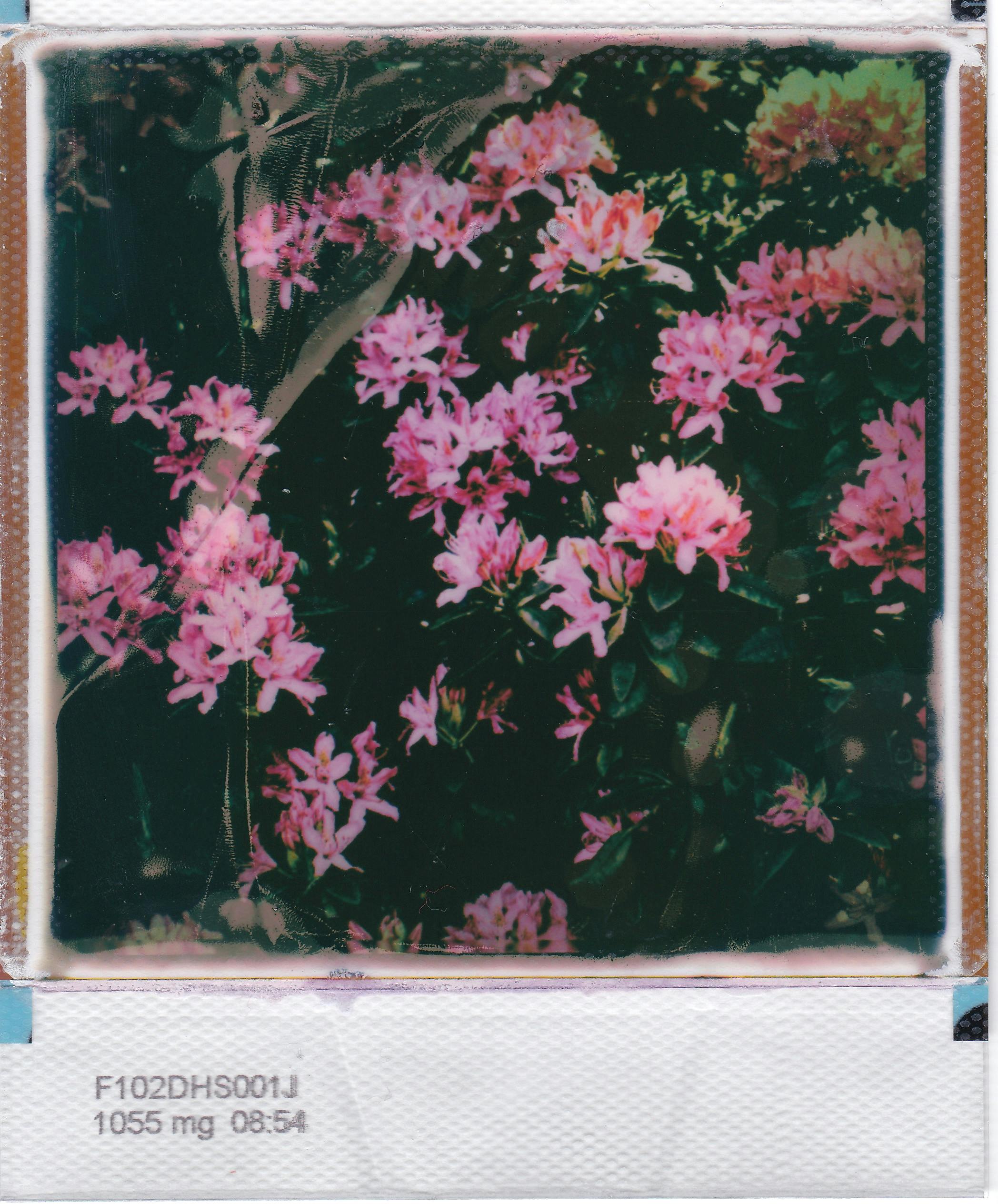 Vibrant pink flowers captured in a vintage Polaroid style, evoking nostalgia and natural beauty.