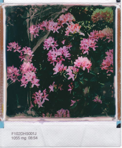 A Polaroid Shot of Pink Flowers 