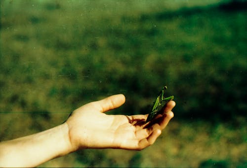 A Hand Holding a Grasshopper