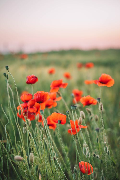 Common Poppy Flowers with Buds 