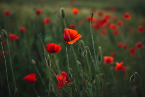 Close-Up Shot of Poppy Flowers 