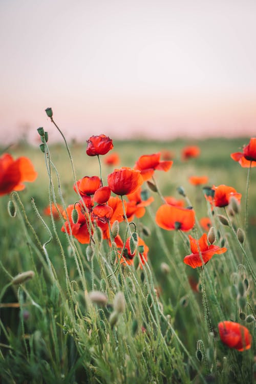 Poppy Flowers in Bloom