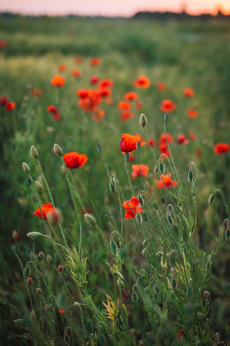 Common Poppy Flower Field 