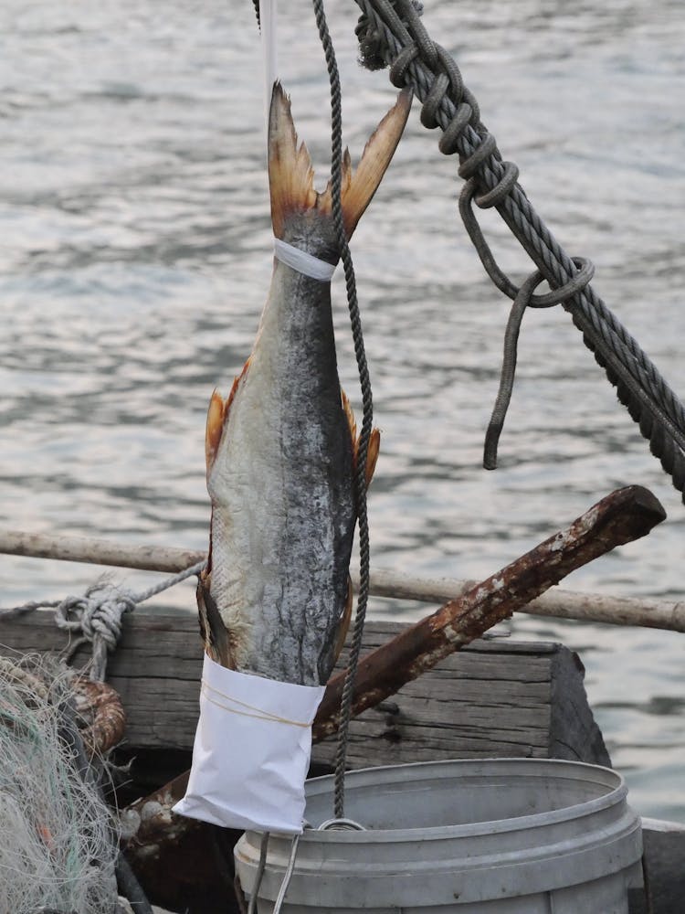 Fish Hanging On Fishing Boat