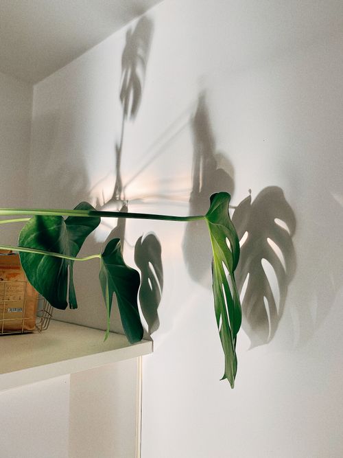 Free Monstera leaves casting intricate shadows on a white wall, creating a calm indoor atmosphere. Stock Photo