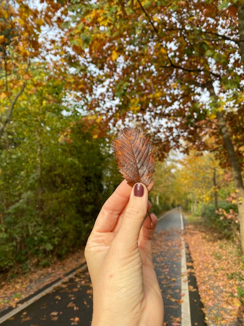 Kostenloses Stock Foto zu friedvoll, hand, herbst