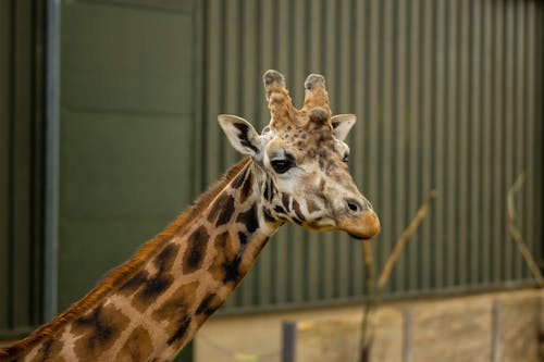 Photo of a Young Giraffe 