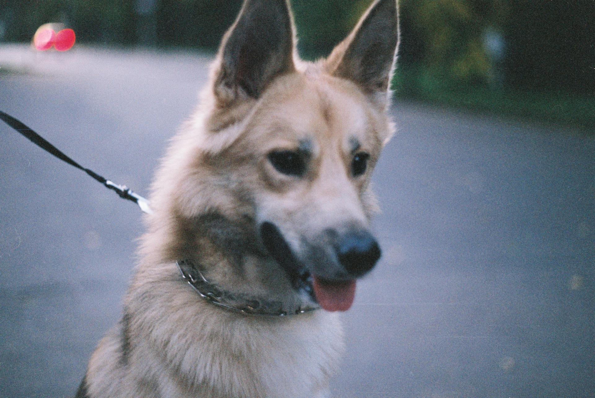 Close Up Photo of Dog Wearing Silver Collar