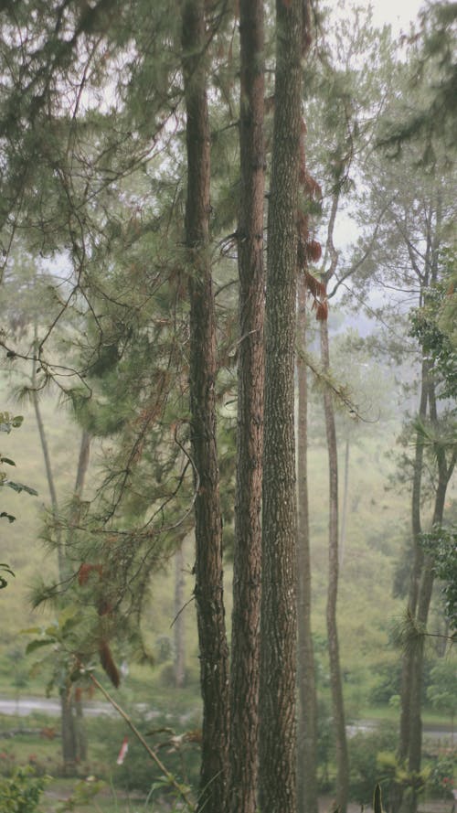 Fotobanka s bezplatnými fotkami na tému hmla, les, lesnatá krajina