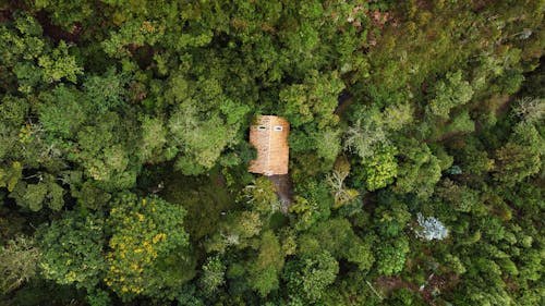 Brown House Surrounded with Trees