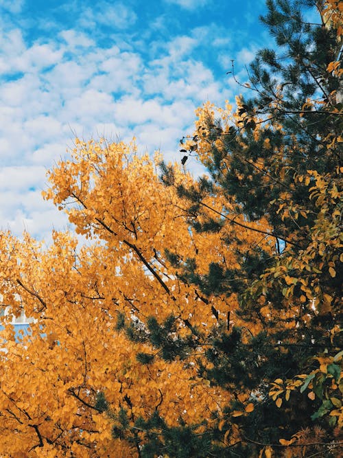 Kostnadsfri bild av blå himmel, falla, gula löv