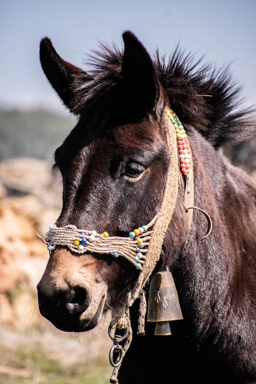 Black Horse With Brown Strap on Head