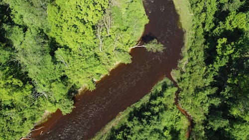 бесплатная Бесплатное стоковое фото с вода, деревья, дикий Стоковое фото