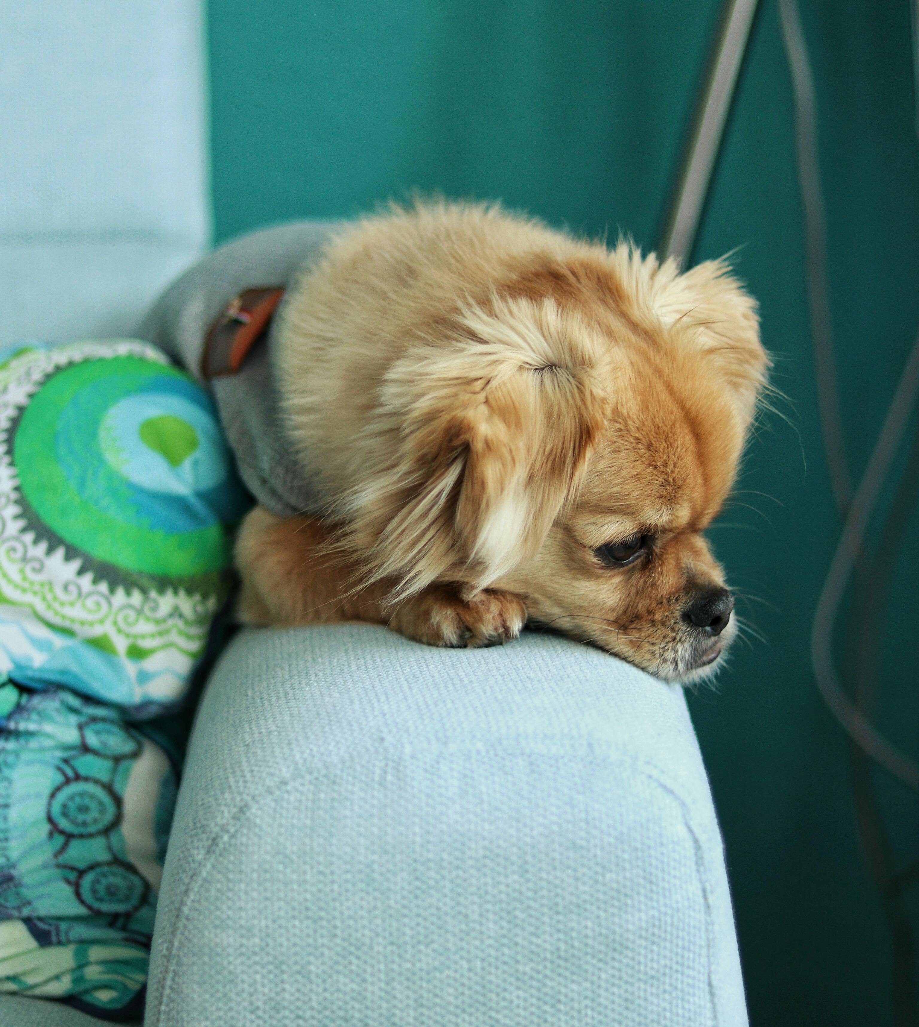 An older dog resting peacefully on a comfortable couch indoors