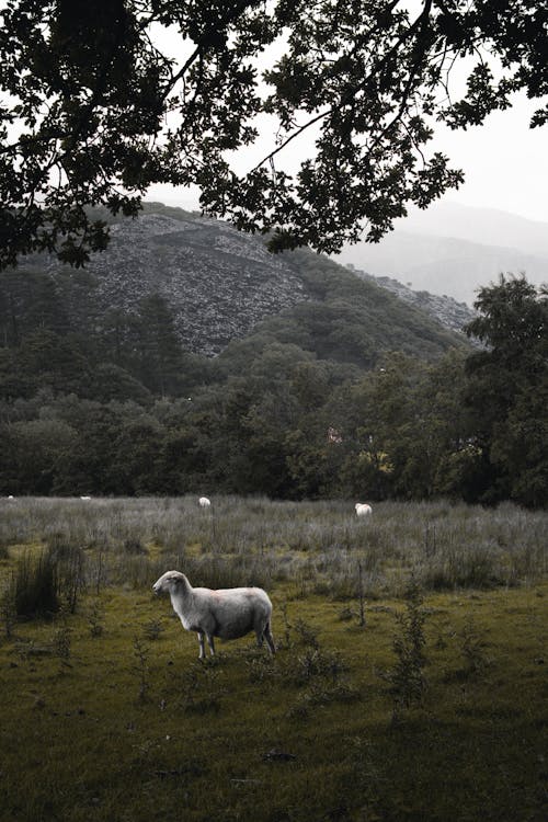 A Sheep Standing on a Grass Field