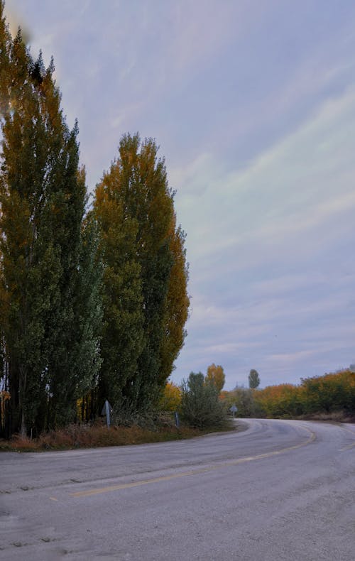 Green Trees Beside Gray Asphalt Road Under Blue Sky