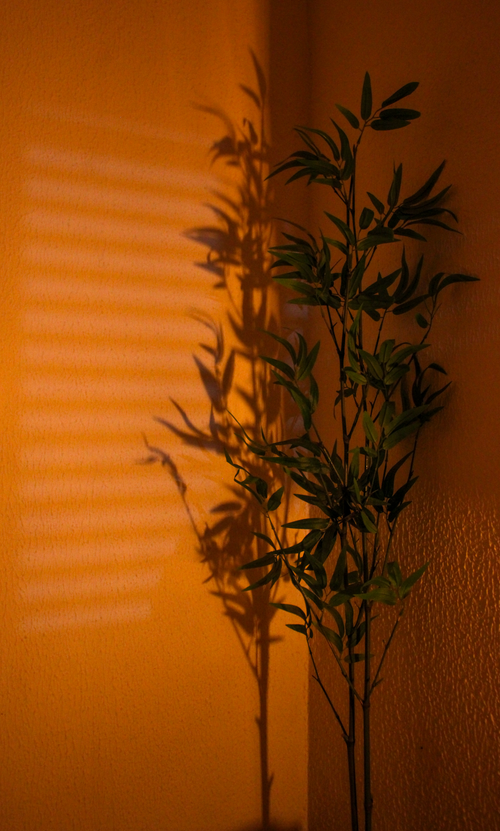 Free A plant casts a striking shadow on a textured orange wall creating a warm and artistic indoor ambiance. Stock Photo