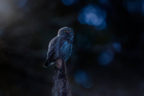 Brown Owl Perched on Tree Branch