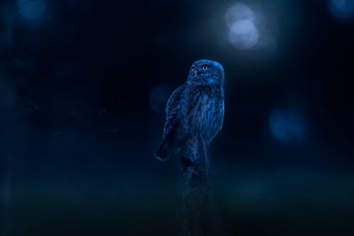Free  Owl Perched on a Tree Branch Stock Photo