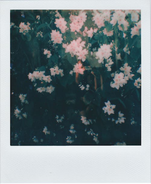 bezplatná Základová fotografie zdarma na téma bílé květy, květ, listy Základová fotografie