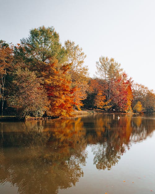 Brown and Green Trees Beside River Under White Sky 